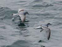 Antarctic Prions