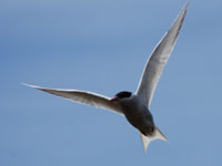 Antarctic Tern