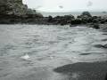 Chinstrap penguins coming ashore