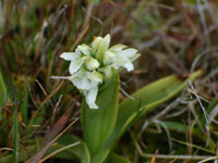 Falkland Orchid