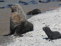 Antarctic Fur Seals