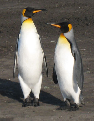 King Penguin a4 300x400