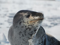 Leopard Seal