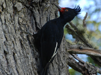 Magallenic Woodpecker