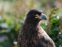 Striated Caracara