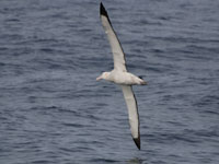 Wandering Albatross