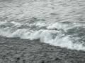 adelie penguins coming ashore