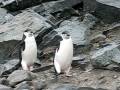 chinstrap penguins on Half Moon Island