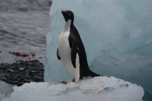 Adelie Penguin