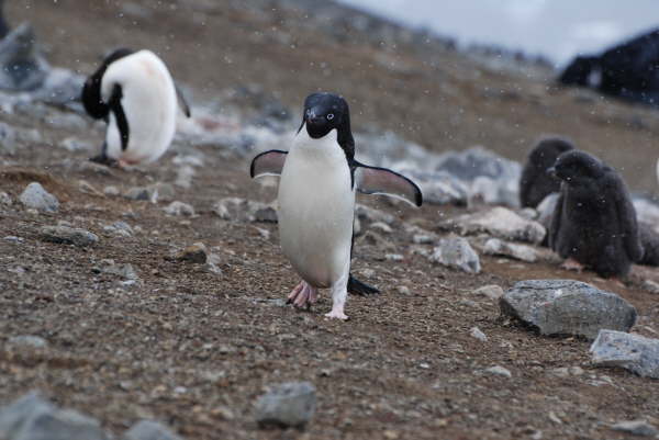 Adelie Penguin