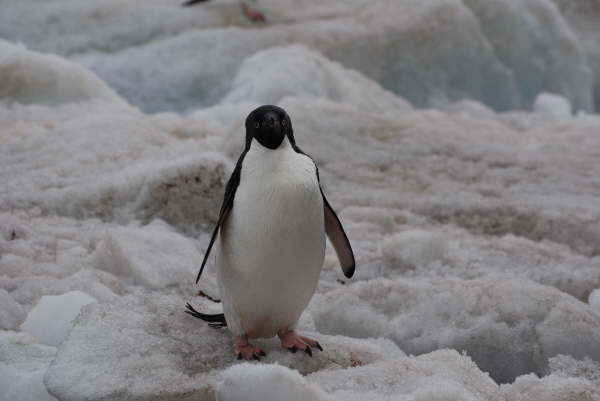 Adelie Penguin
