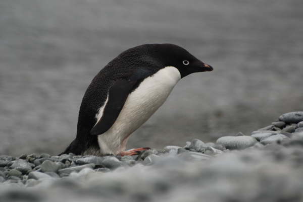 Adelie Penguin