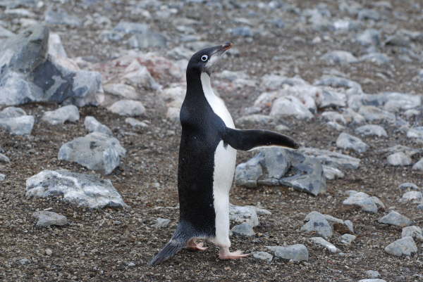 Adelie Penguin (juvenile)