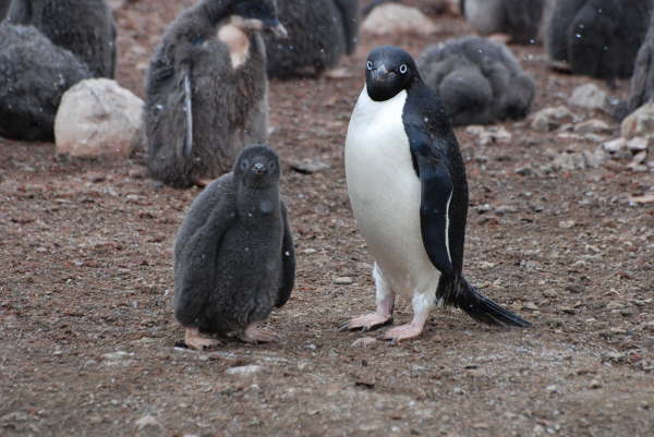 Adelie Penguin and chick