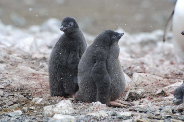 Adelie Penguin chicks