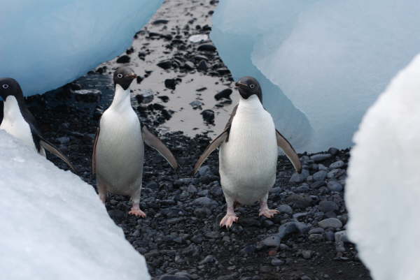 Adelie Penguins