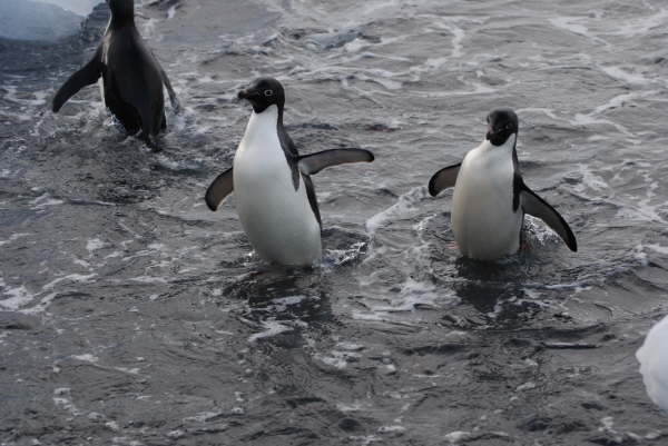Adelie Penguins