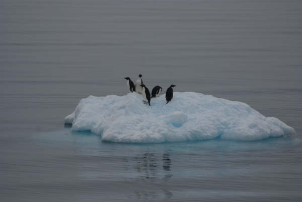Adelie Penguins