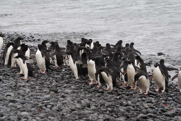 Adelie Penguins