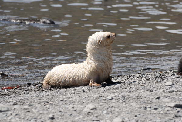 Albino Antarctic Fur Seal