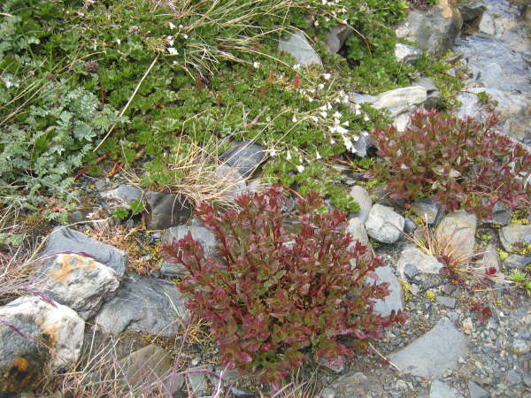 Alpine Meadow