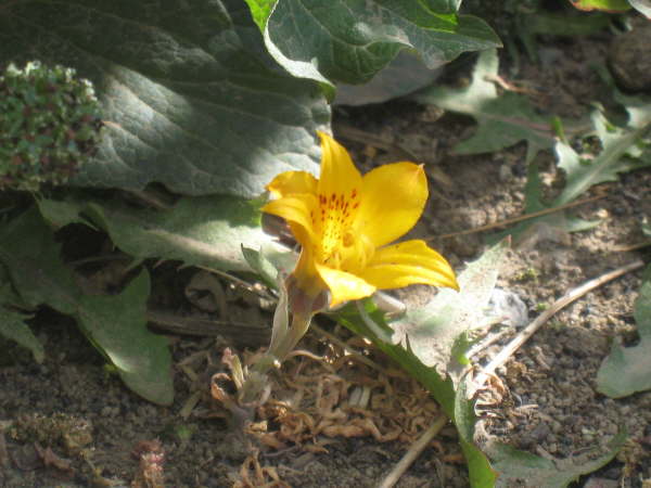 Alstromoemeria patagonica