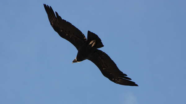 Andean Condor