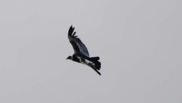 Andean Condor