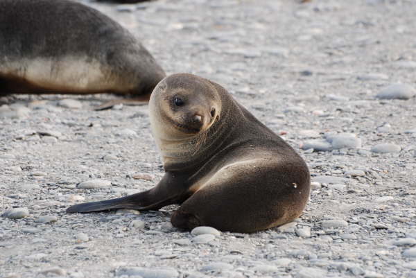 Antarctic Fur Seal