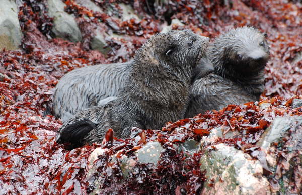 Antarctic Fur Seal pups