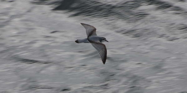 Antarctic Prion