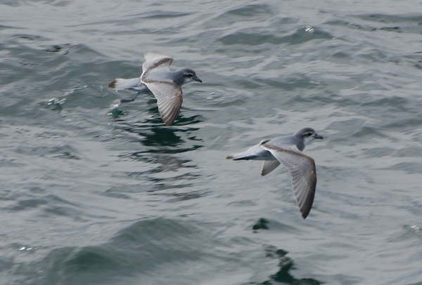 Antarctic Prions