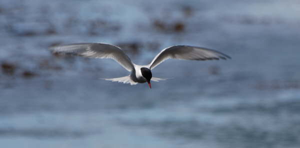Antarctic Tern