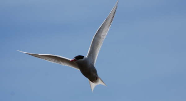Antarctic Tern