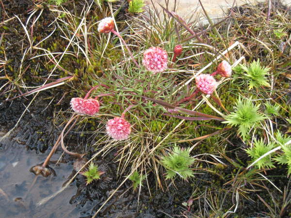 Armeria Maritima