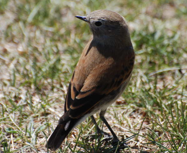 Austral Negrito (female)