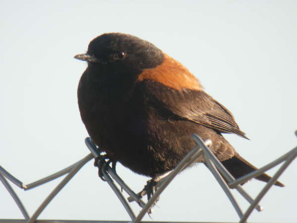 Austral Negrito (male)