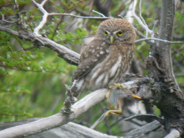 Austral Pygmy Owl