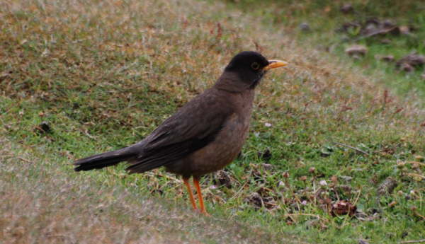 Austral Thrush