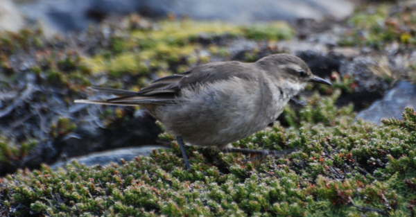 Grey-flanked Cinclodes