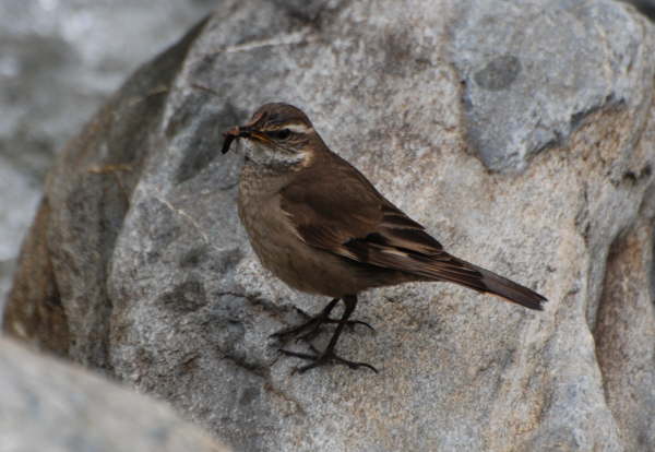 Bar-winged Cinclodes