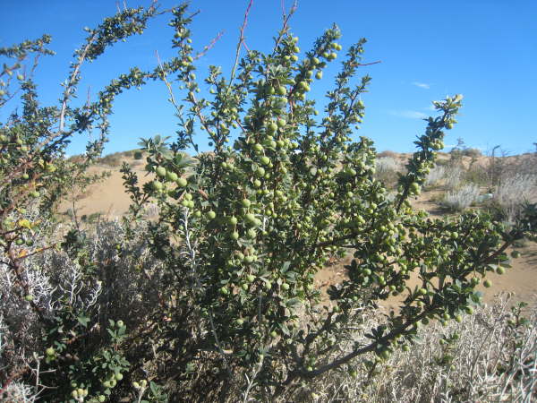Berberis buxifolia (Calafate Berberis)
