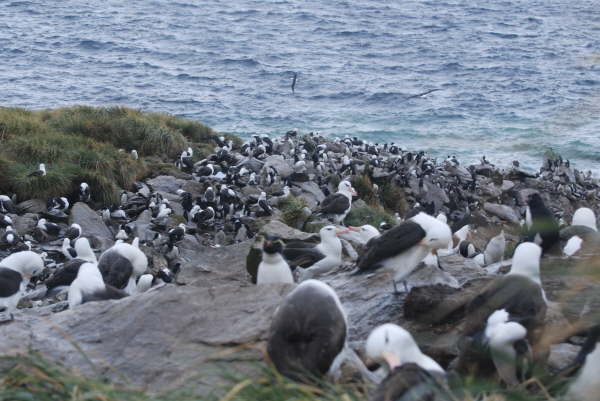 Black-browed Albatross and Rockhopper colony