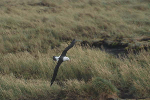 Black-browed Albatross coming into nest site