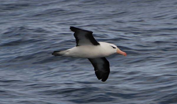Black-browed Albatross