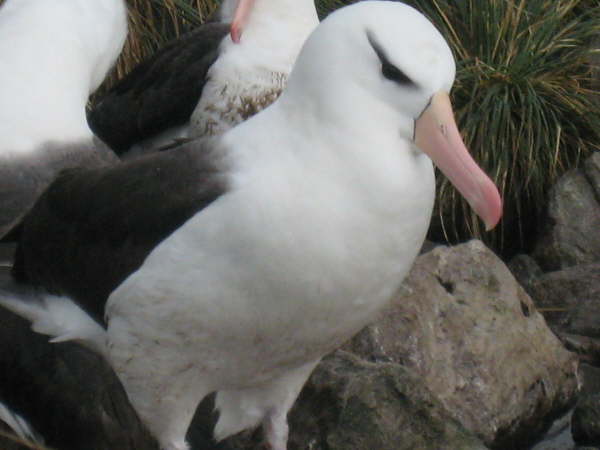 Black-browed Albatross