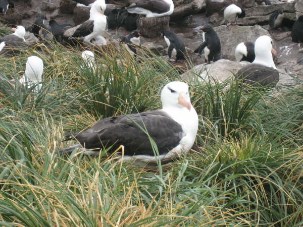 Black-browed Albatross