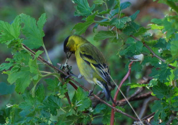 Black-chinned Siskin