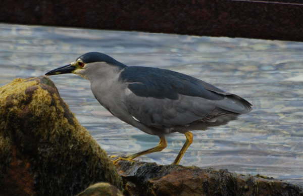 Black-crowned Night Heron