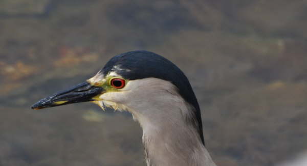 Black-crowned Night Heron